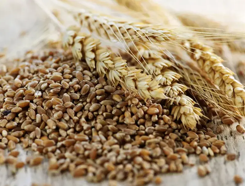 whole grains